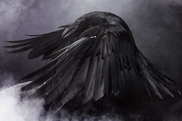 cool raven names