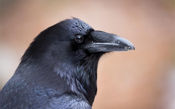 raven names